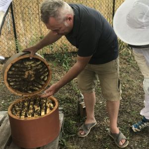 Ouverture d'une ruche ronde naturelle avec des batisse, sans chapeau par l'apiculteur