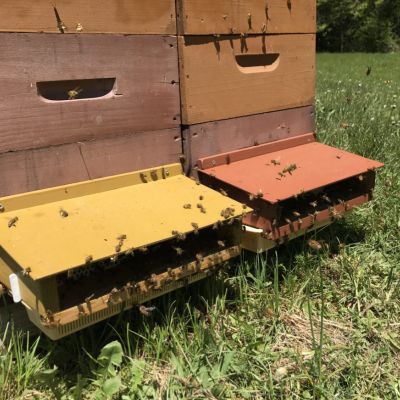 Deux ruches avec trappes à pollen, abeillequi récoltent du pollen