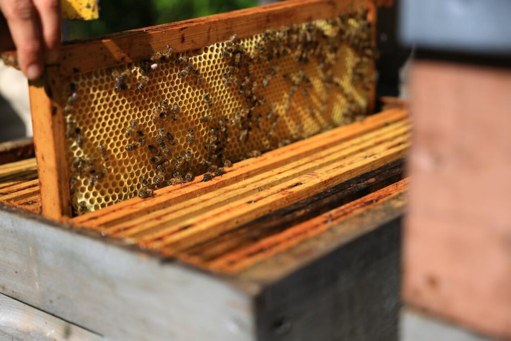 cadre de miels bio et sauvage sorti d'une ruche de l'abeille du Vercors