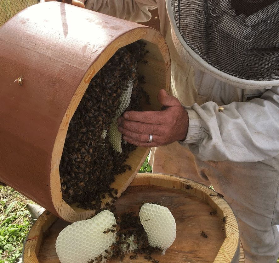Construction de cire naturelle bio et sauvage, ruche ronds divisible adaptée au cycle naturel