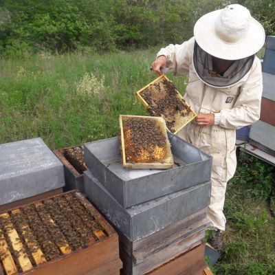 Ouverture d'une ruche naturelle avec des cadres warré par l'apicultrice