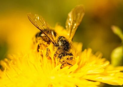 Abeille couverte de pollen deleurs