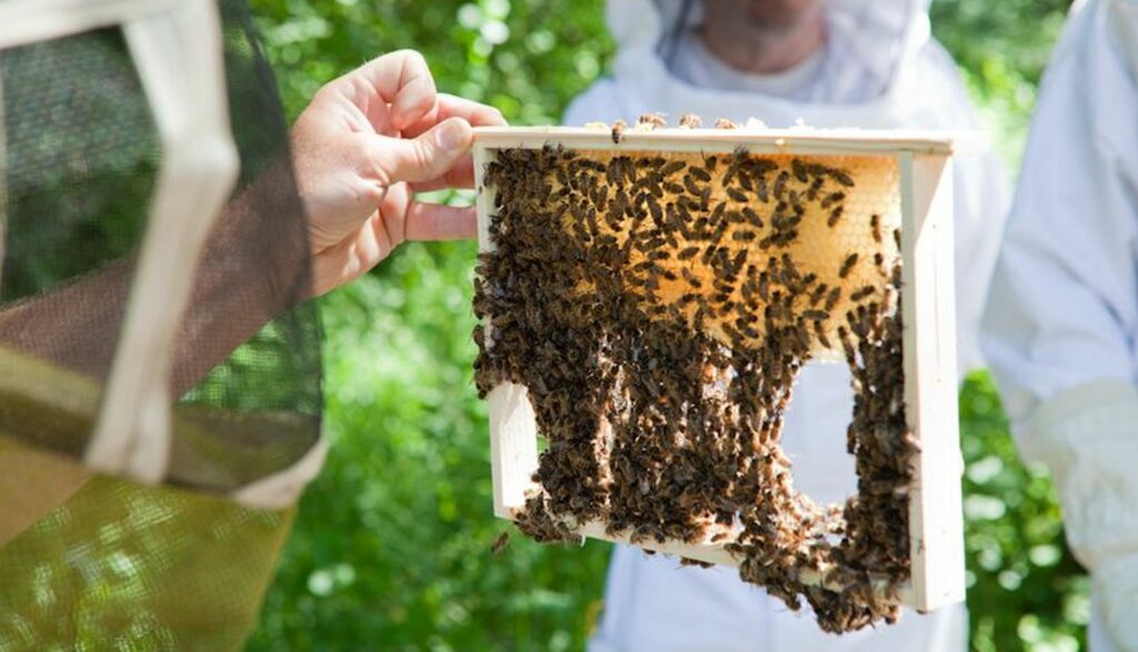 care plein d'abeille, apiculture Bio
