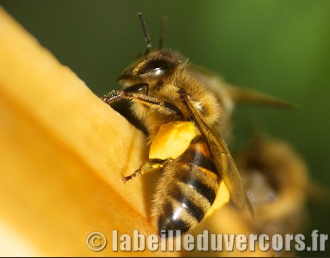 Grain de pollen sur une patte d'abeille