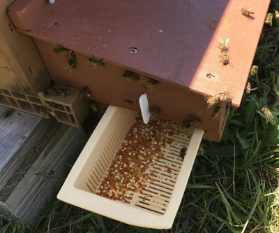 Pollen frais