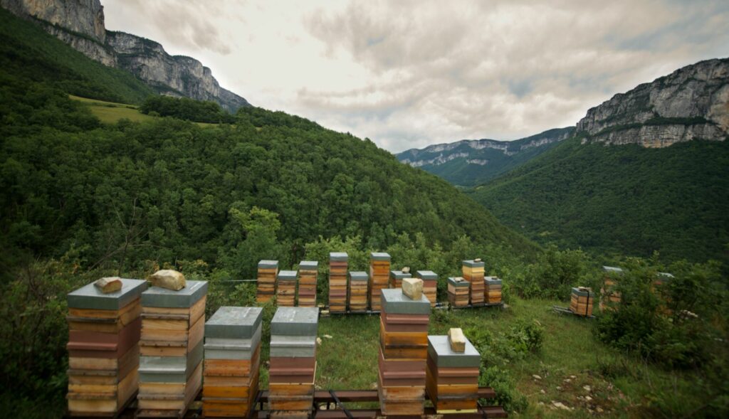 rucher de production de miel de montagne avec une magnifique vue sur le Vercors
