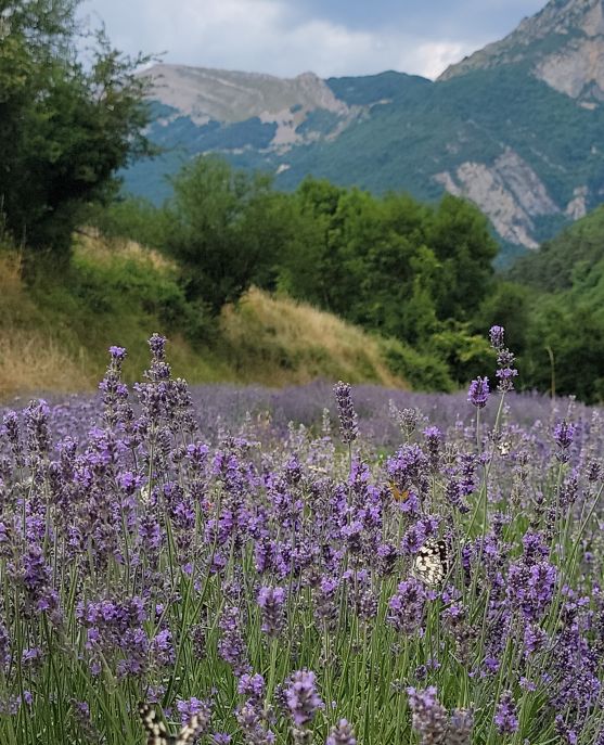 Lavande fine Vercors AOC Lavande fine de haute provence